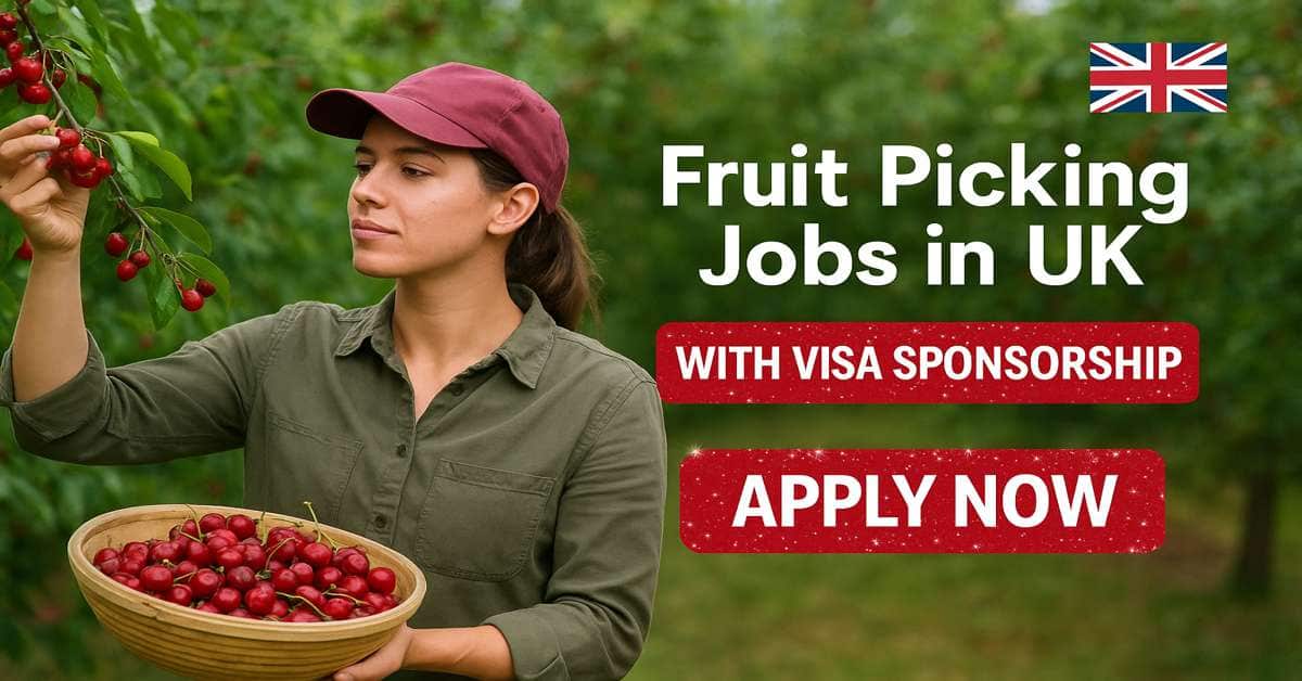 Fruit Picking Jobs in UK with Visa Sponsorship