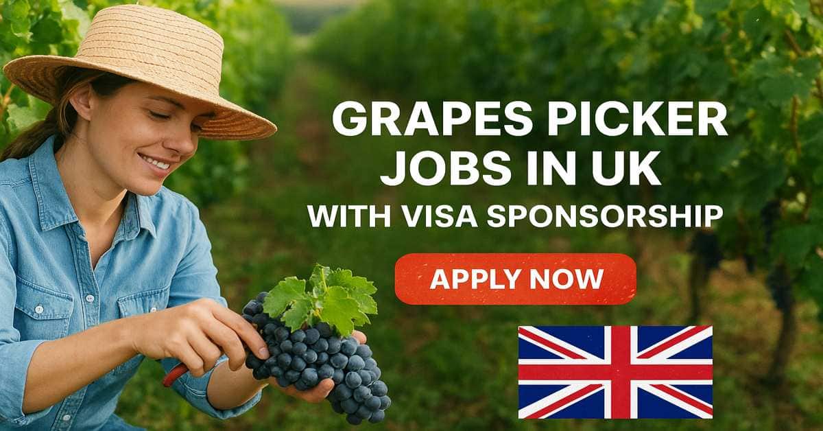 Grapes Picker Jobs in UK with Visa Sponsorship