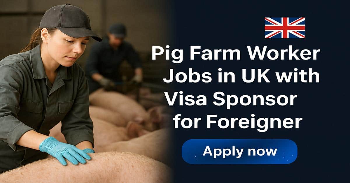 Pig Farm Worker Jobs in UK with Visa Sponsor for Foreigner